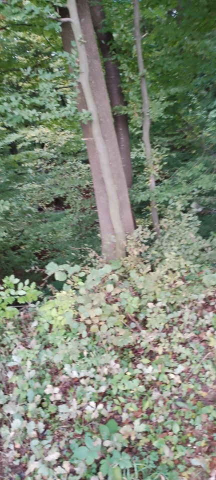 Działka leśna Osobnica Wysłanka, Osobnica. Zdjęcie 15