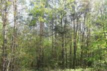 Działka leśna Śladków Duży. Zdjęcie 2