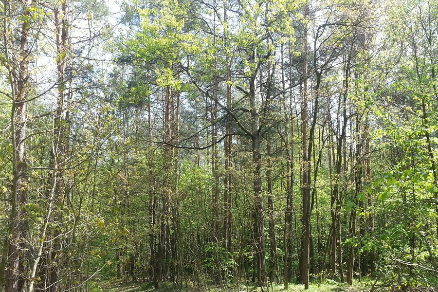 Działka leśna Śladków Duży. Zdjęcie 3