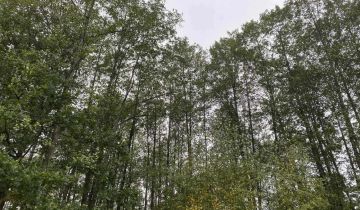 Działka leśna Orzeszkowo Wierzchowskie