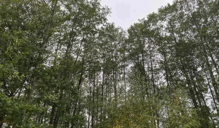 Działka leśna Orzeszkowo Wierzchowskie