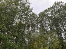 Działka leśna Orzeszkowo Wierzchowskie