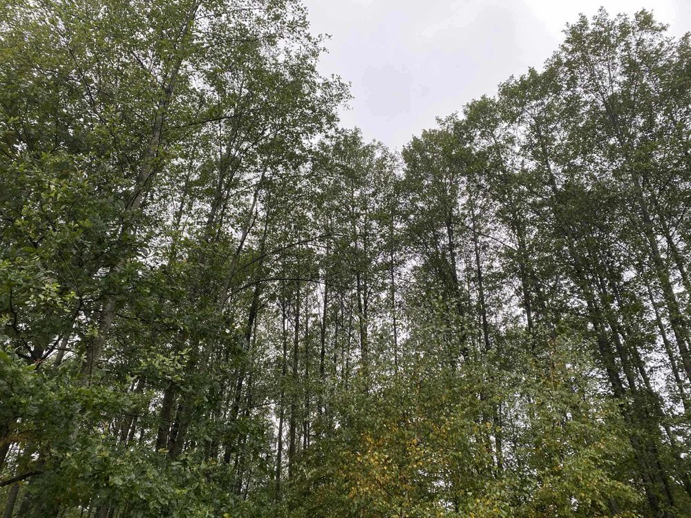 Działka leśna Orzeszkowo Wierzchowskie