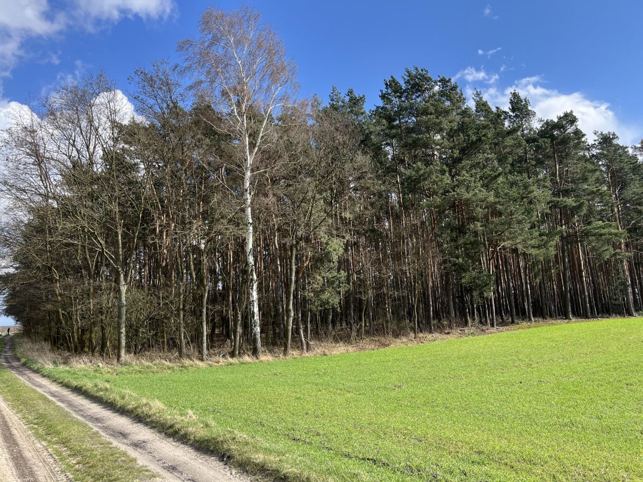 Działka leśna Wola Wężykowa. Zdjęcie 2