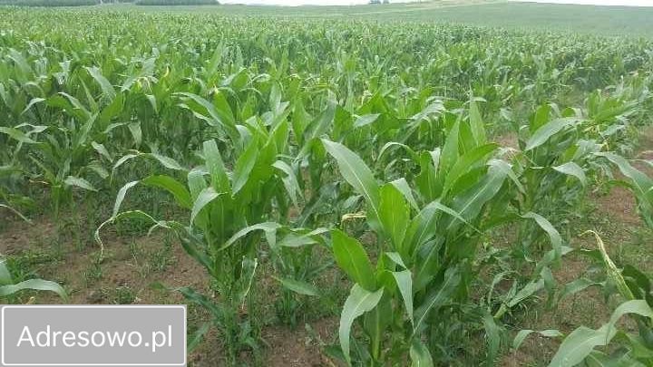 Działka rolna Jaworzno. Zdjęcie 5