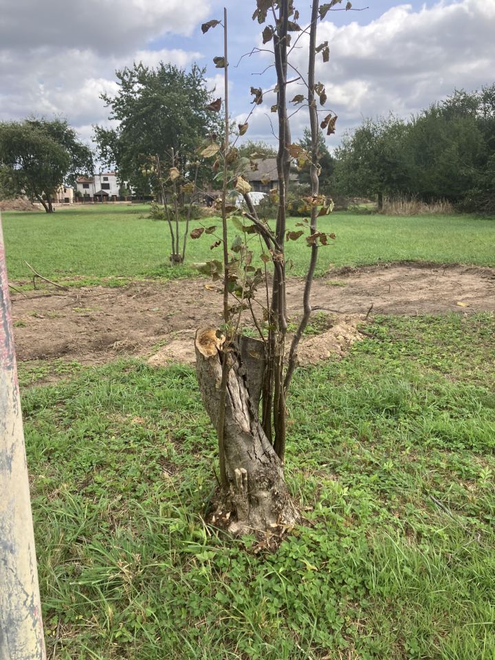 Działka budowlana Kochanowice, ul. Ostrowska. Zdjęcie 7