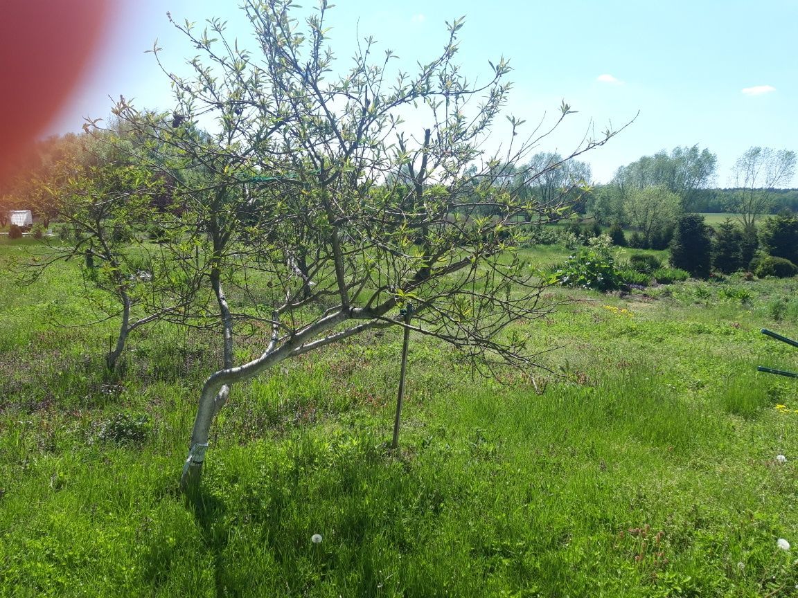 Działka rolno-budowlana Staw. Zdjęcie 7