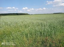 Działka rolna Przeradowo. Zdjęcie 1