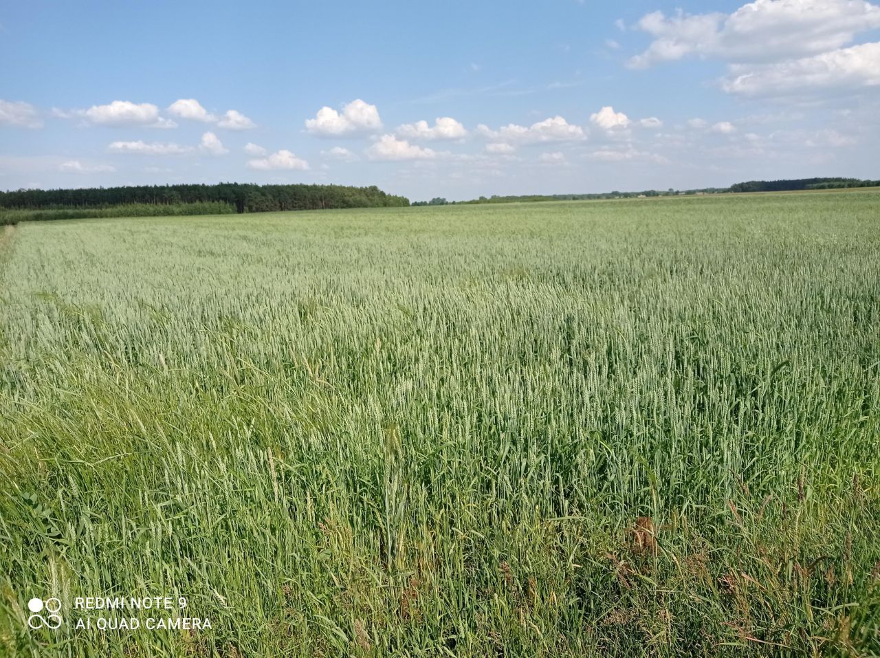 Działka rolna Przeradowo. Zdjęcie 2