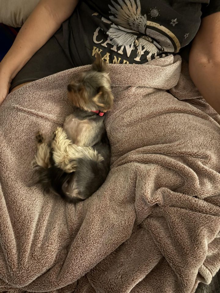 dom szeregowy, 4 pokoje Kręczki, ul. Sasanki. Zdjęcie 20