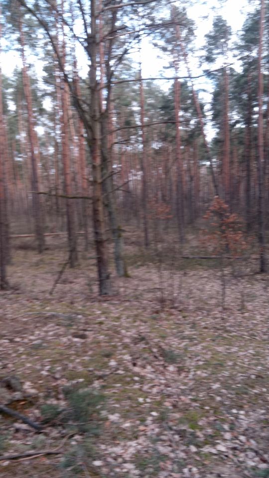 Działka leśna Wólka Radzymińska, ul. Leśna. Zdjęcie 2