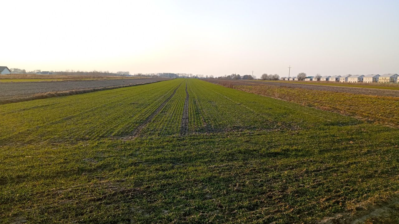 Działka inwestycyjna Falenty Duże. Zdjęcie 2