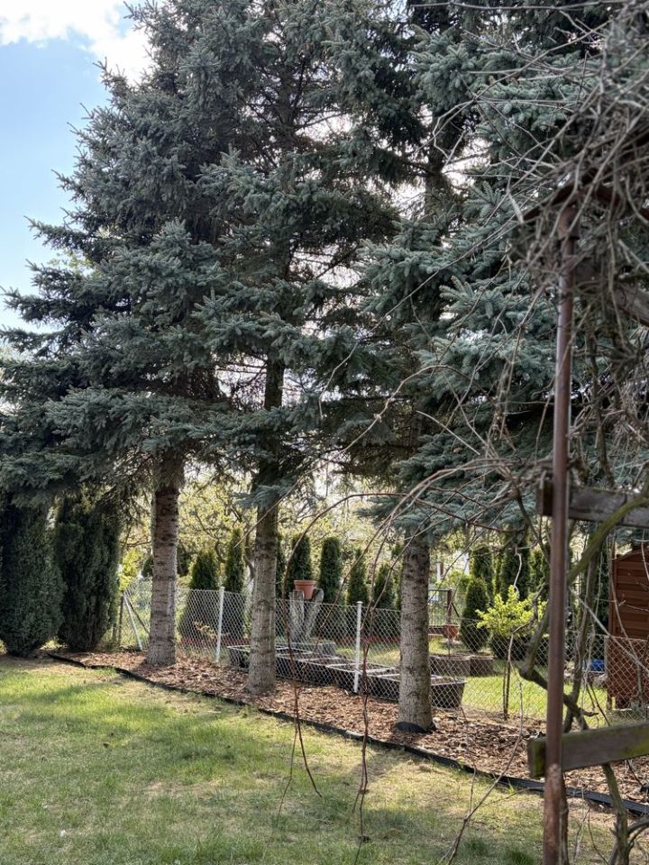 Działka rod Toruń, ul. Palmowa. Zdjęcie 2