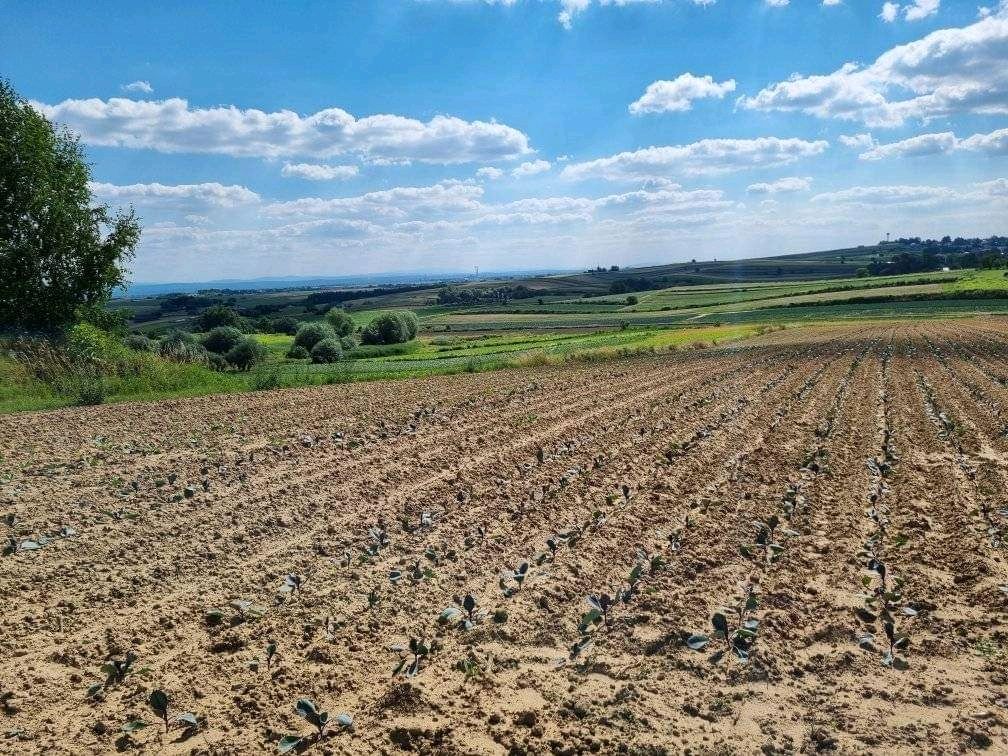 Działka budowlana Biórków Mały Wiktoryjka. Zdjęcie 6