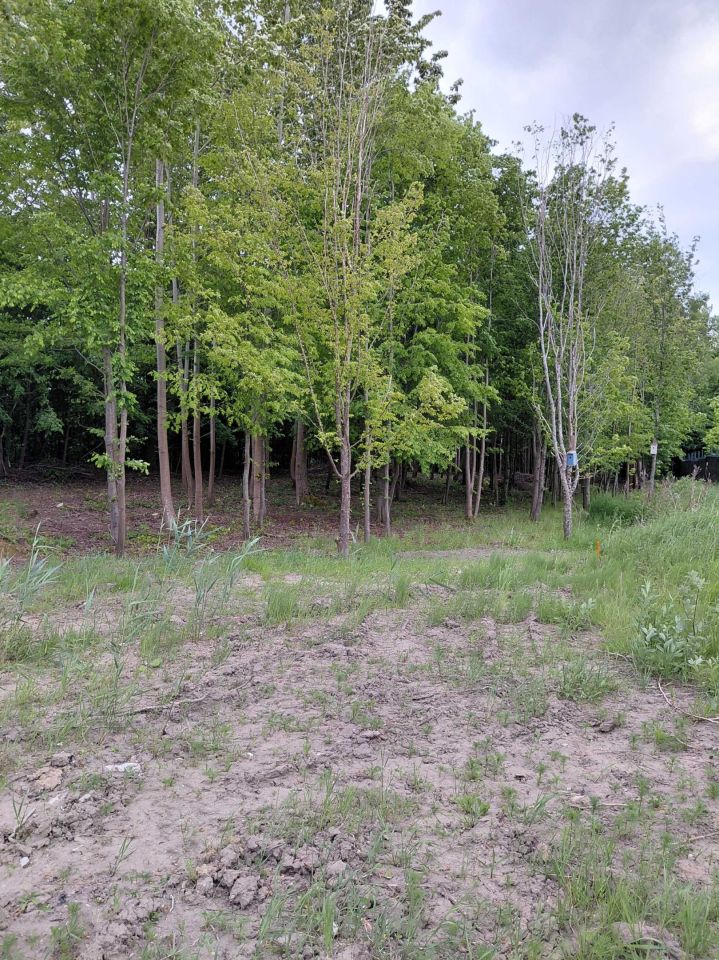 Działka budowlana Elbląg Dąbrowa, ul. Jarzębinowa. Zdjęcie 7