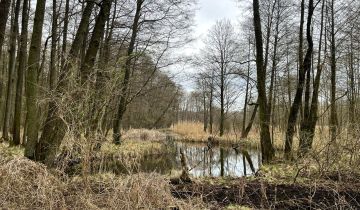 Działka leśna Wągrowiec Durowo
