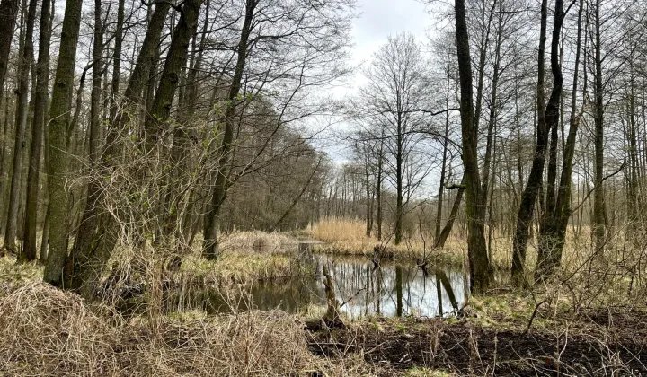Działka leśna Wągrowiec Durowo