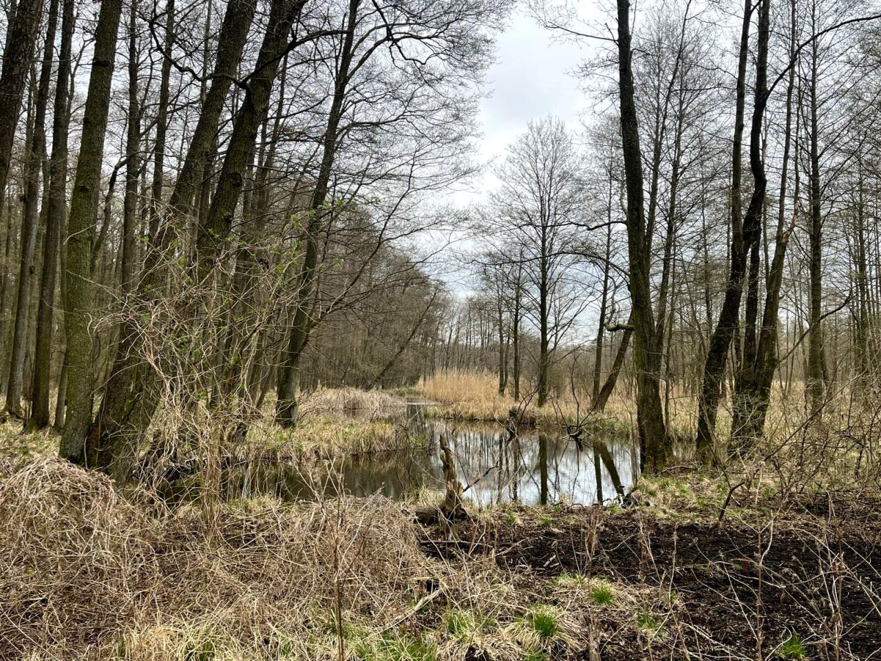 Działka leśna Wągrowiec Durowo