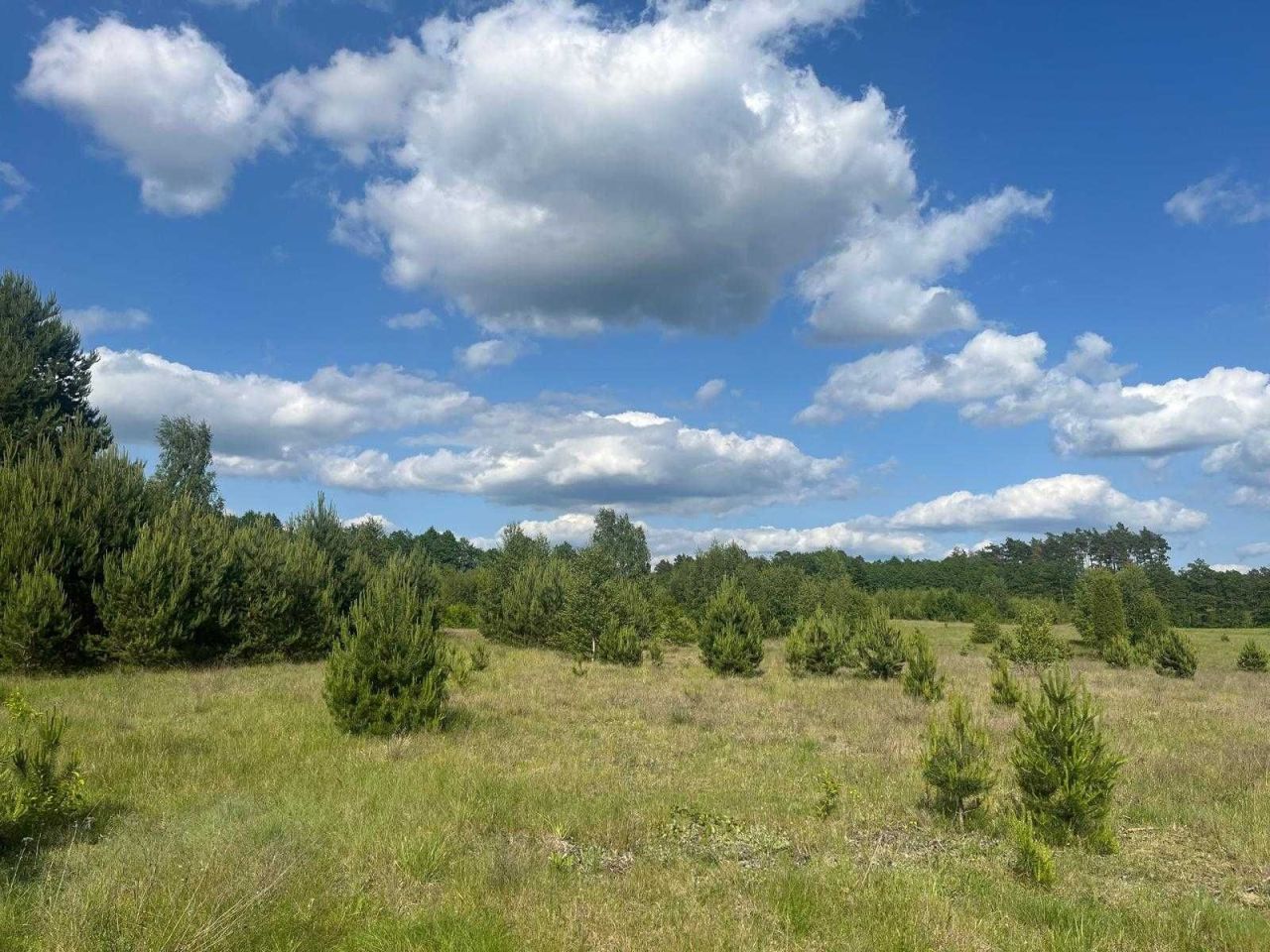 Działka budowlana Borki. Zdjęcie 1