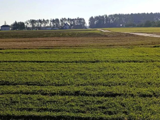 Działka rolno-budowlana Rzeczyca. Zdjęcie 1