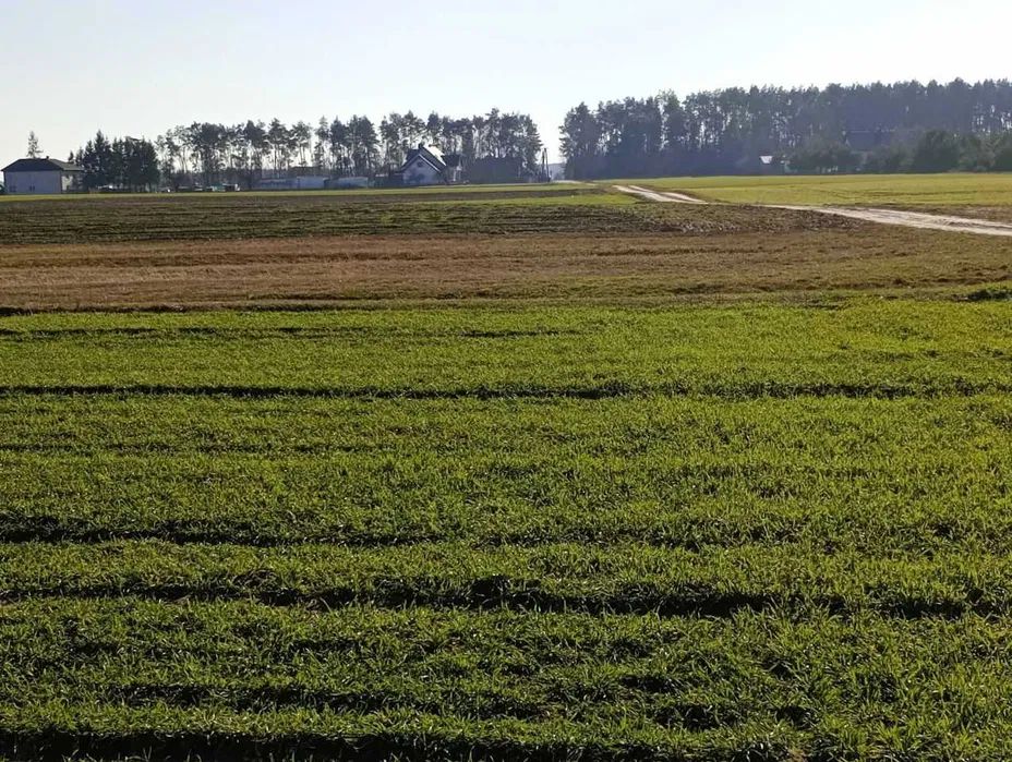 Działka rolno-budowlana Rzeczyca. Zdjęcie 1
