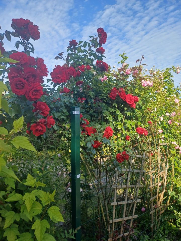 Działka rod Chodzież. Zdjęcie 7