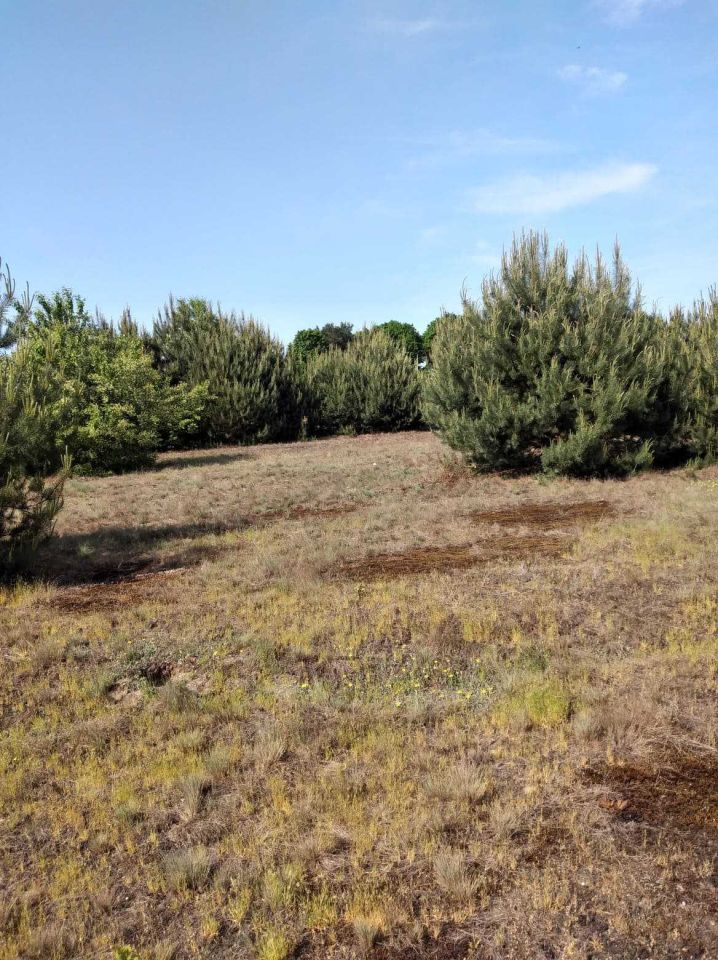 Działka rolno-budowlana Gucin. Zdjęcie 22