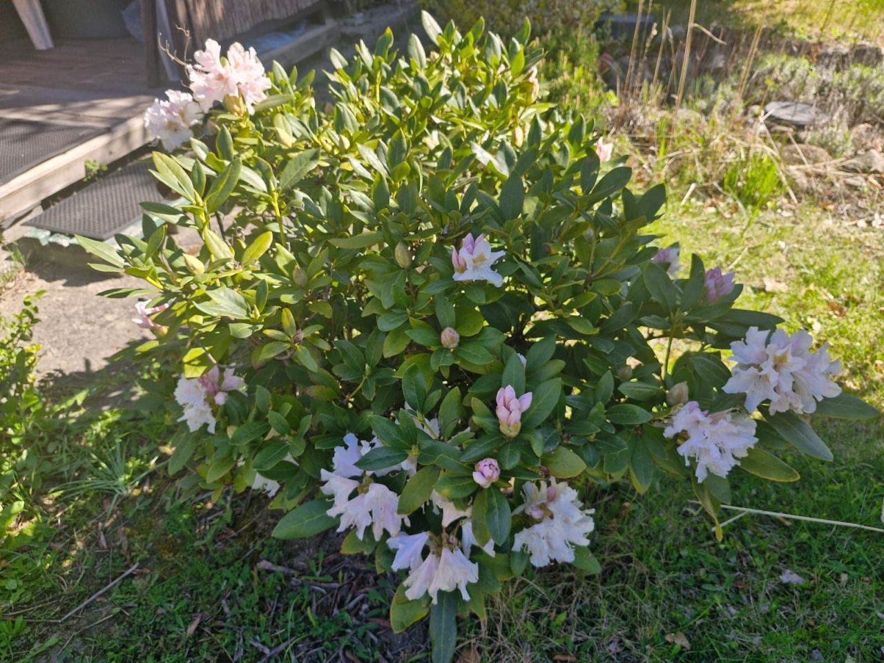 Działka rod Poznań Stare Miasto, ul. Jarosławska. Zdjęcie 6