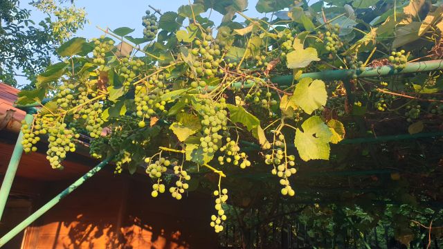 Działka rod Warszawa Marymont, ul. Klaudyny. Zdjęcie 11