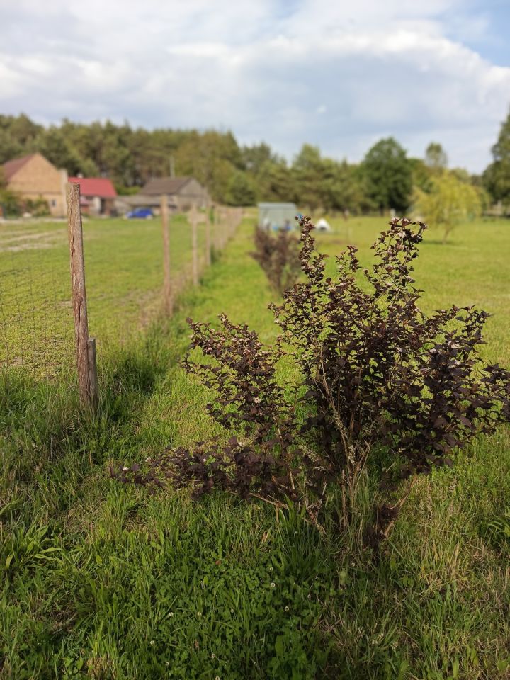 Działka rolno-budowlana Klempicz, Klępicz 20b. Zdjęcie 13