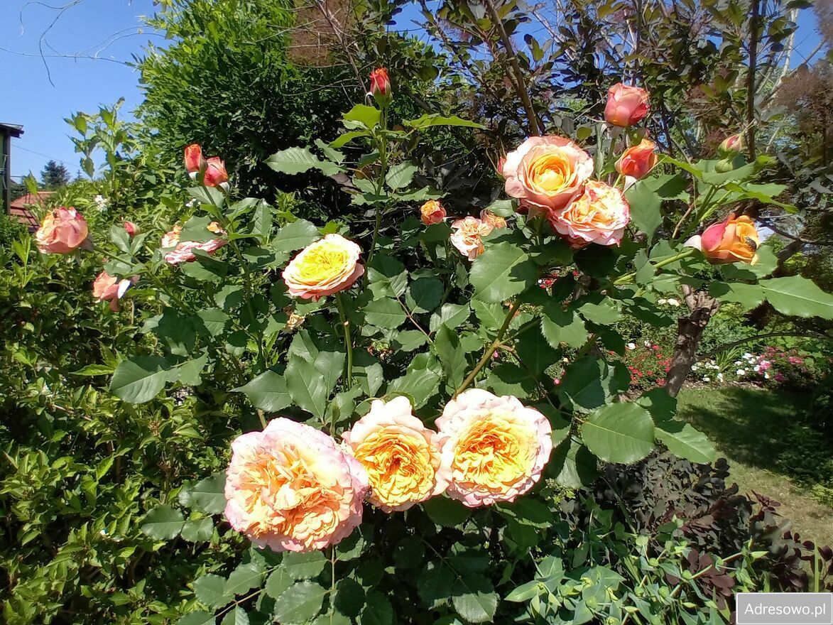 Działka rod Gostynin. Zdjęcie 8