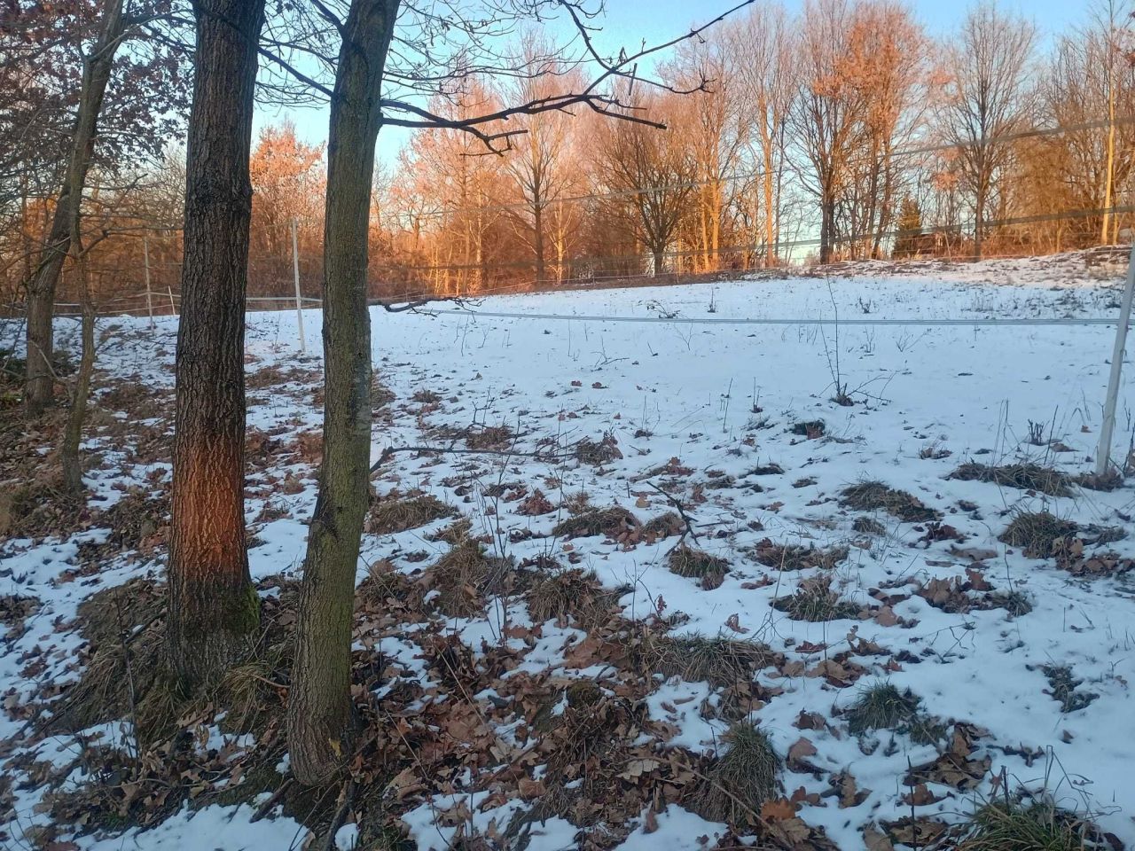 Działka budowlana Chrosna. Zdjęcie 2