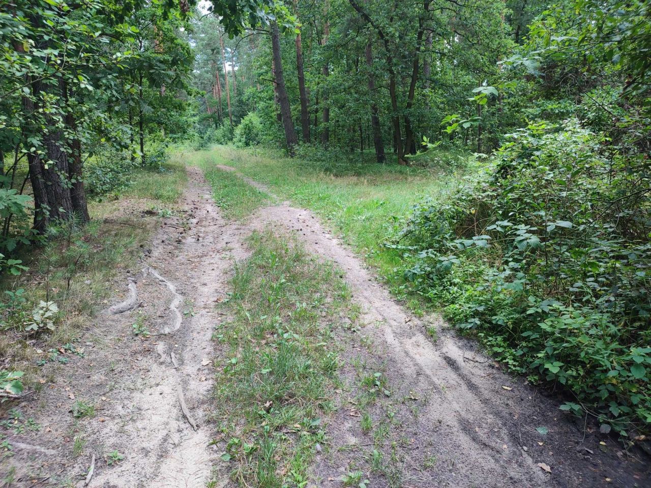 Działka rekreacyjna Mniszek Podbór. Zdjęcie 2