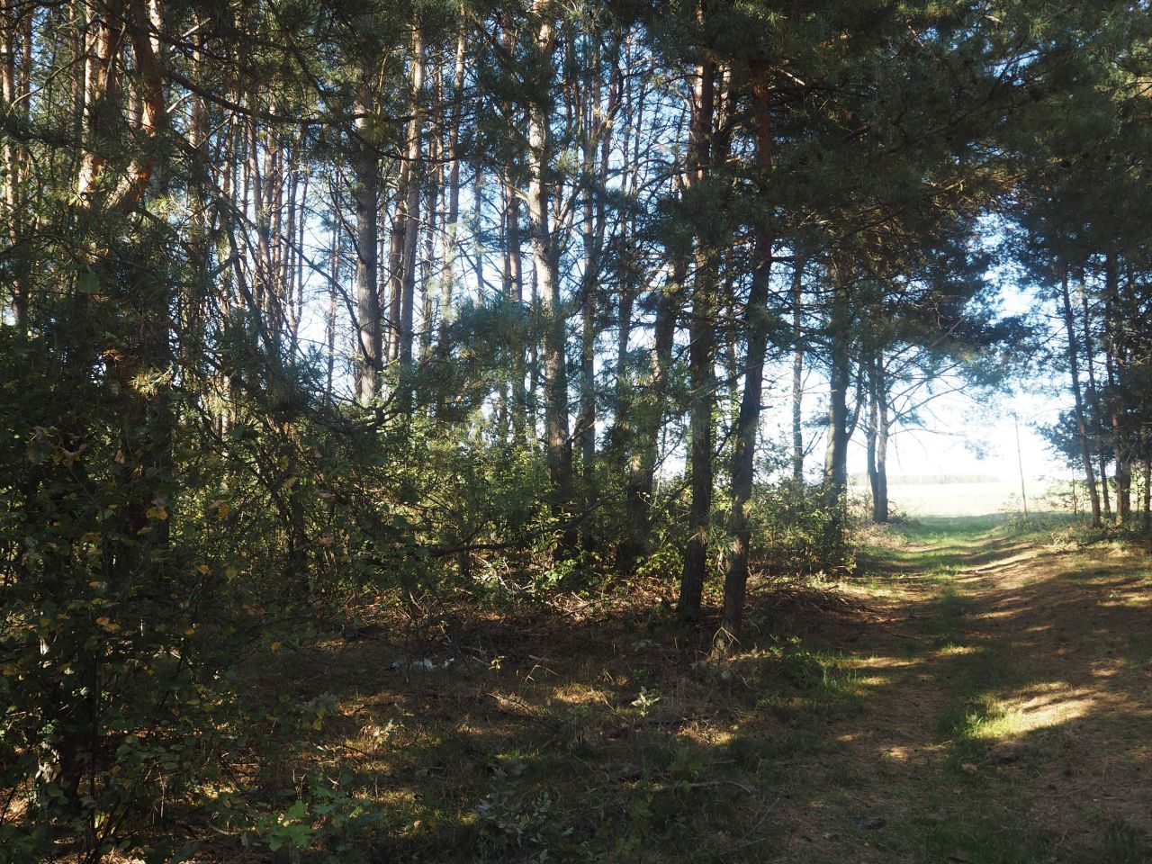 Działka rolna Głupianka. Zdjęcie 8