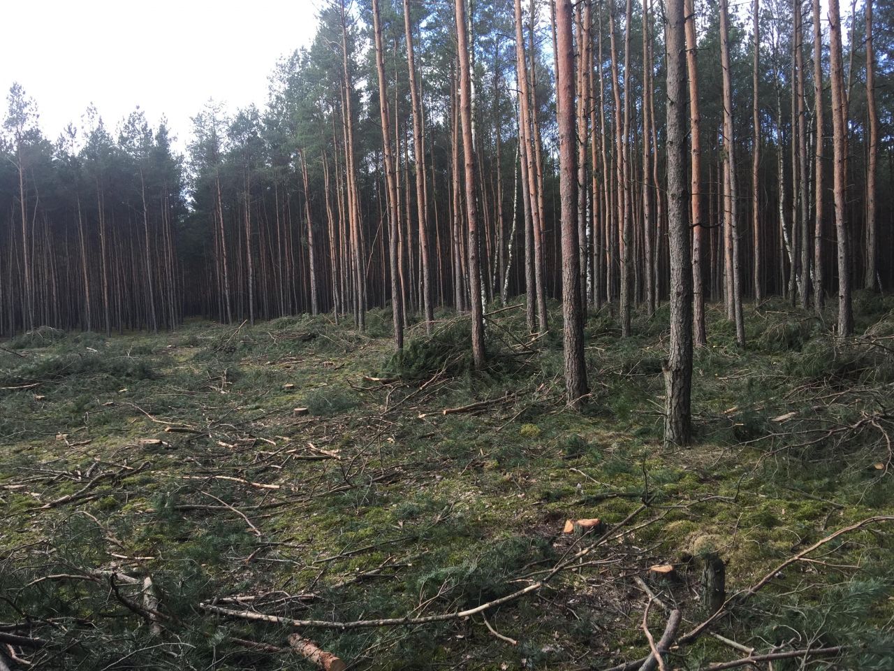 Działka budowlana Zielonka, ul. Koperkowa. Zdjęcie 3
