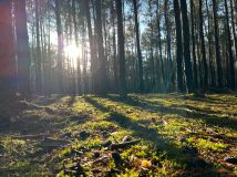 Działka leśna Rzgów. Zdjęcie 4