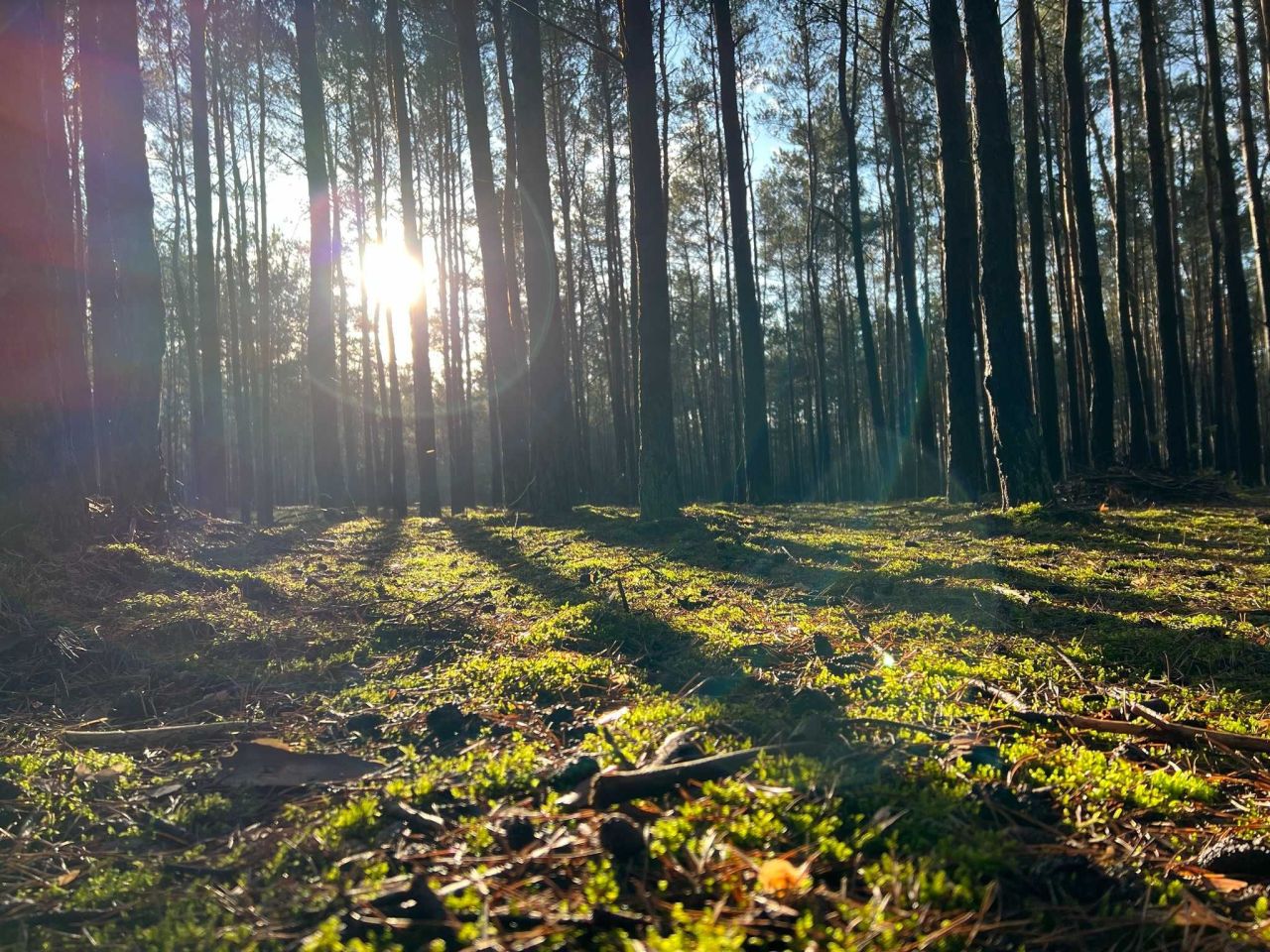 Działka leśna Rzgów. Zdjęcie 5