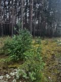 Działka budowlana Pszczółki. Zdjęcie 4