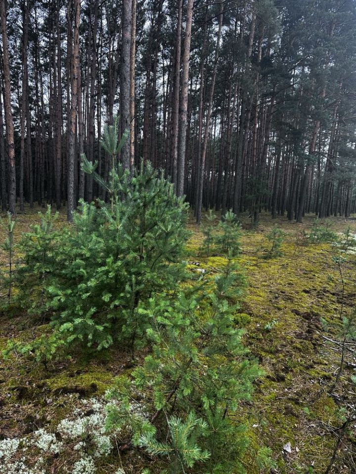 Działka budowlana Pszczółki. Zdjęcie 5