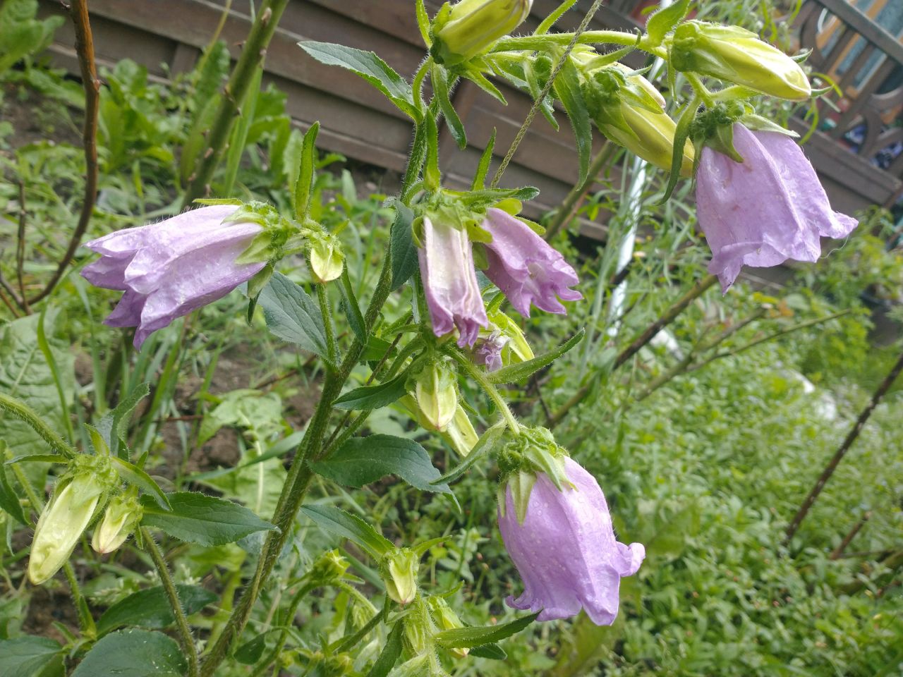 dom wolnostojący, 3 pokoje Niepołomice Pasternik, ul. Portowa. Zdjęcie 6