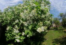 Działka rolno-budowlana Biedrzychów. Zdjęcie 1