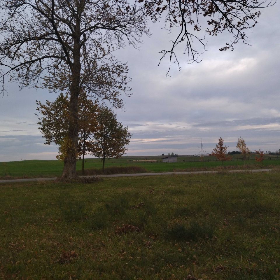 Działka rolna Mazuchówka. Zdjęcie 5