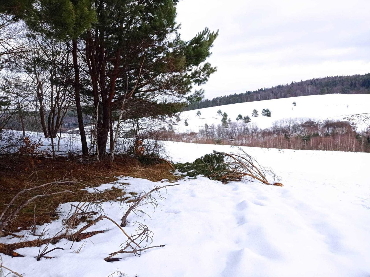 Działka rolna Brzuska. Zdjęcie 2