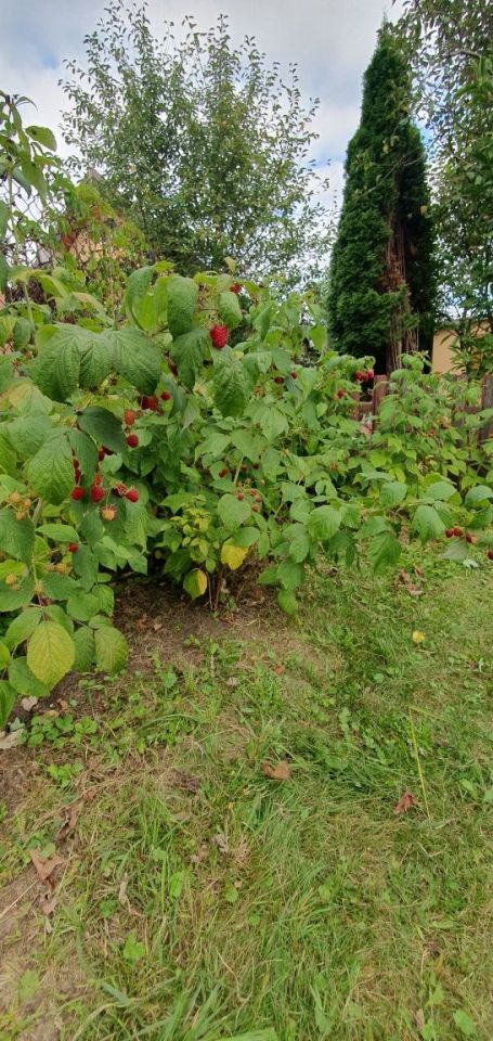 Działka rod Wodzisław Śląski, ul. Marklowicka. Zdjęcie 3