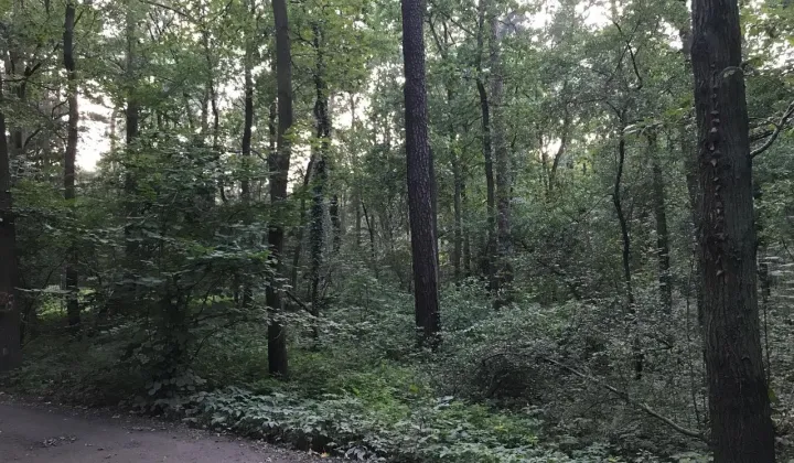 Działka Sękocin-Las, ul. Maślaka