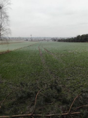 Działka rolna Janowice Raczyckie. Zdjęcie 1