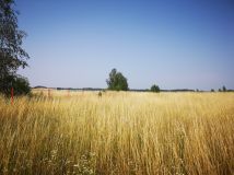 Działka rolna Kleszczewo. Zdjęcie 2