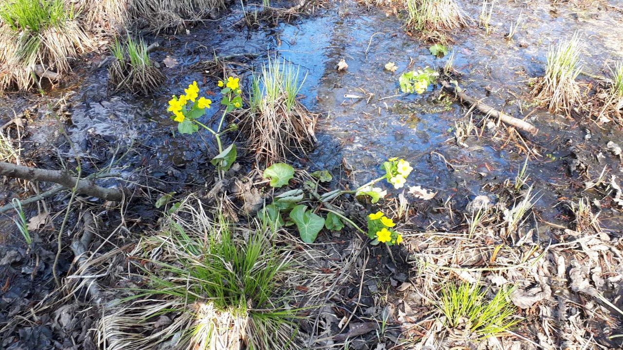 Działka rolna Ponikiew. Zdjęcie 2