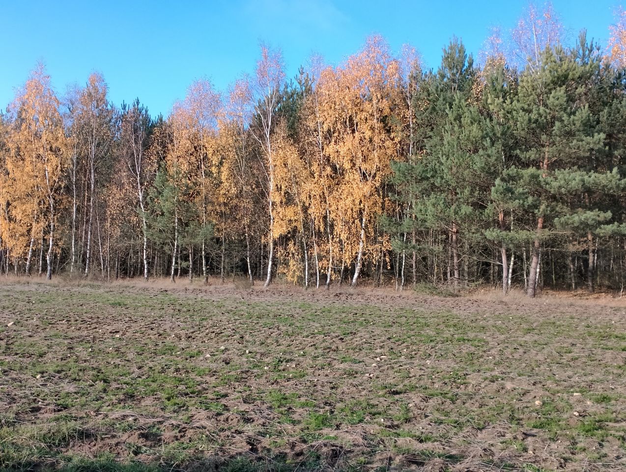 Działka leśna Grądy. Zdjęcie 3