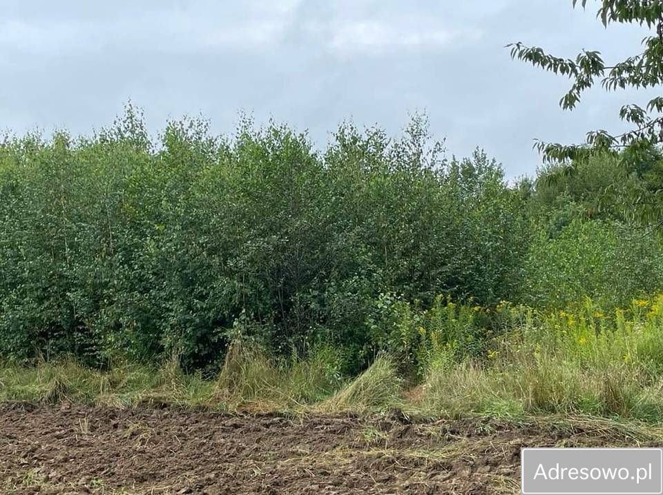 Działka rekreacyjna Bierówka. Zdjęcie 3